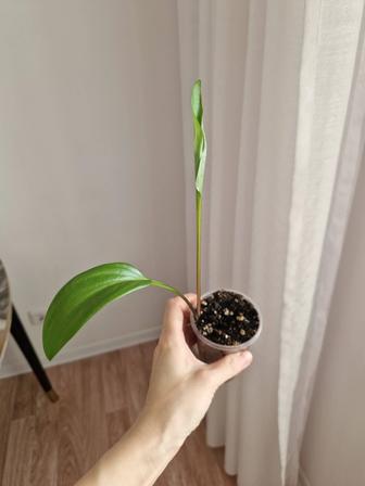 Дримиопсис луковичный