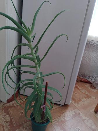 Продам алетоэ( столетник) 5 л