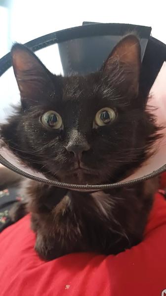 Отдам кота в хорошие руки