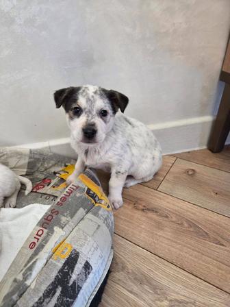 Отдам щенка в добрые руки