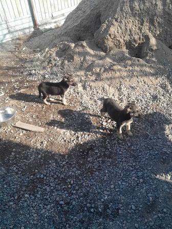 Продам щенков