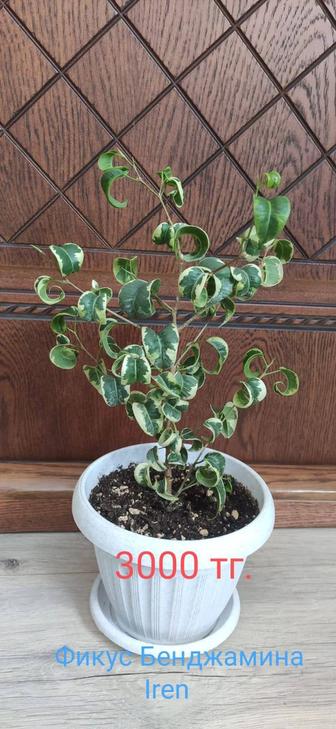 Фикус Бенджамина