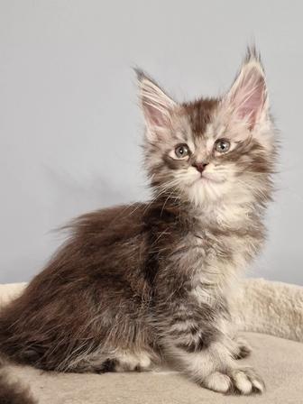 Мейн кун Гигант