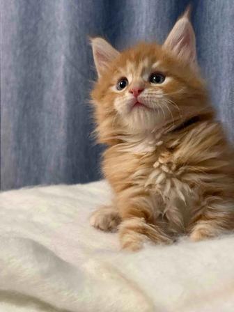 Мейн кун Гигант рыжий