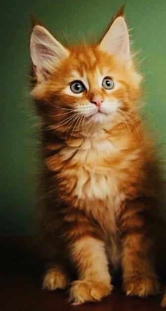 Мейн кун Гигант рыжий