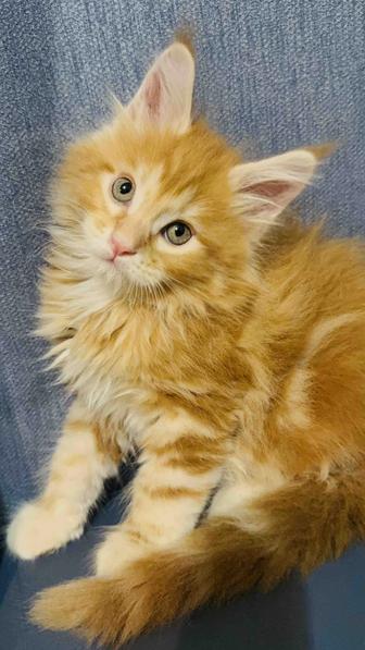 Мейн кун Гигант рыжий