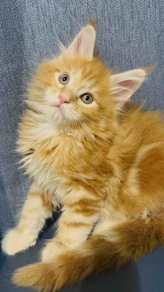 Мейн кун Гигант рыжий