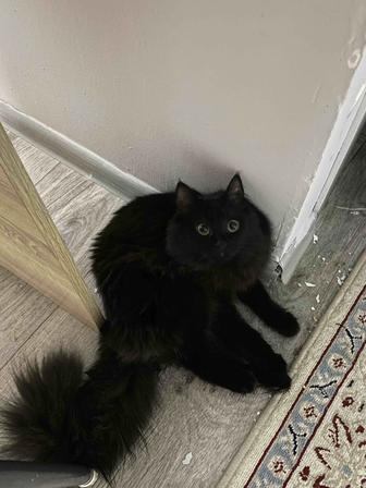 Кошка