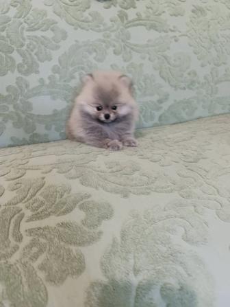 Шпиц щенки миники.