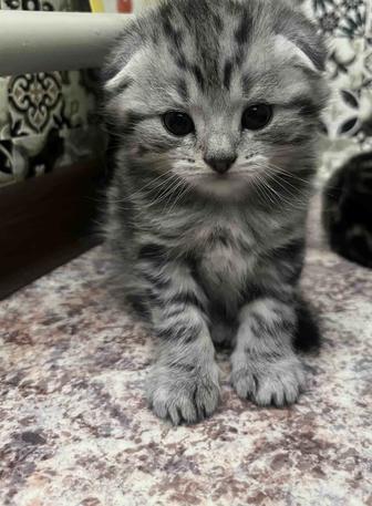 Продам котят вислоухие
