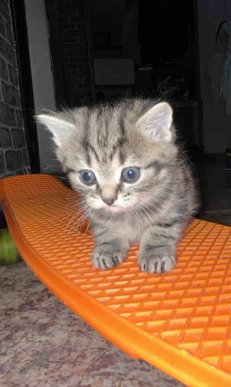 Продам котят вислоухие