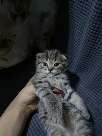 Продам котят вислоухие