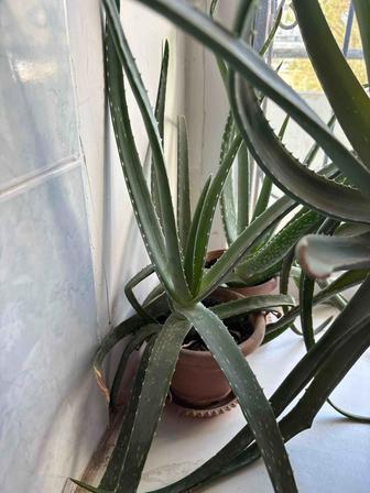 Продам комнатное растение