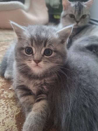 Котенок скоттиш страйт