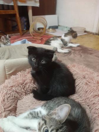 Продам котенка вислоухий