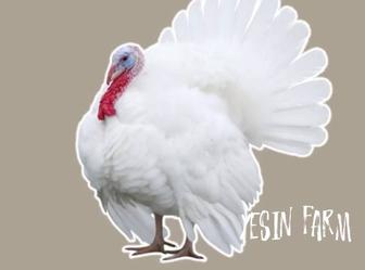 Хайбрид конвертер инкубационные яйца индюков, свежие поставки