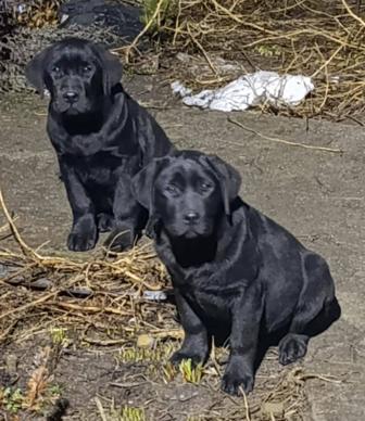 Лабрадоры от чемпионов