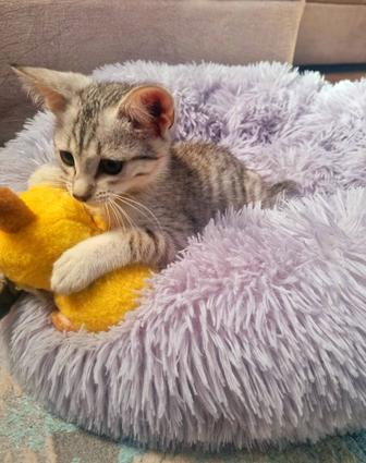 Отдам даром котенка