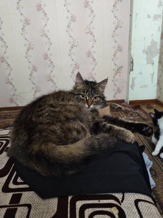 Кошки в добрые руки