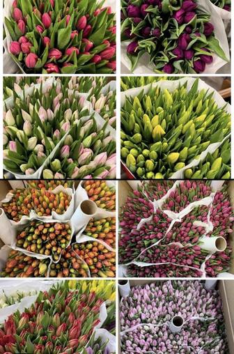 ТЮЛЬПАНЫ ОПТОМ НА 8 МАРТА