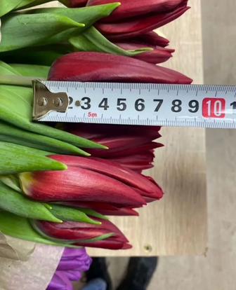 Тюльпаны опт розница 8 марта