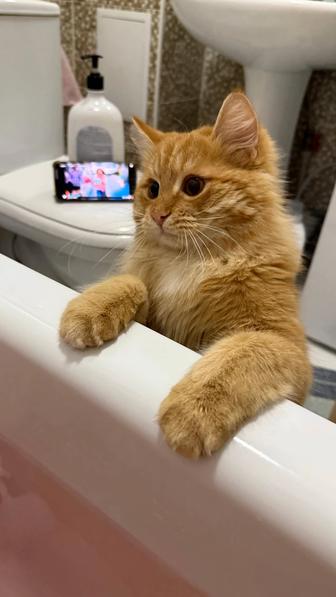 Ищем кошечку для вязки.