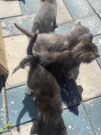 Котята