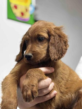 Щенок Ирландский Сеттер мальчик