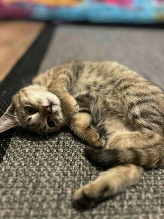 Котенок домашний