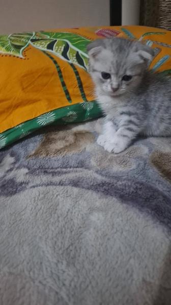 Продам шотландский вислоухая