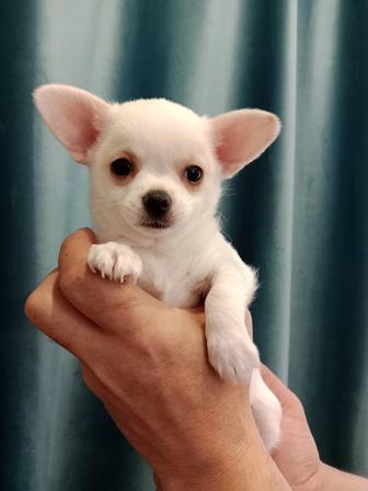 Чихуахуа мальчик.