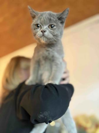 Британский котенок