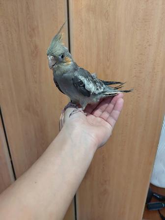 Корелла мальчик ручной