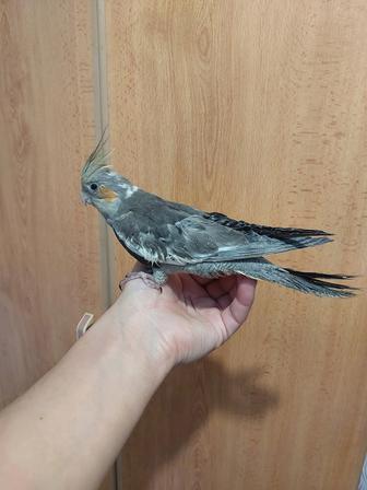 Корелла мальчик ручной