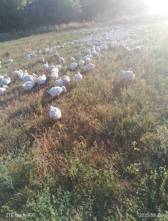 Продажа гусей