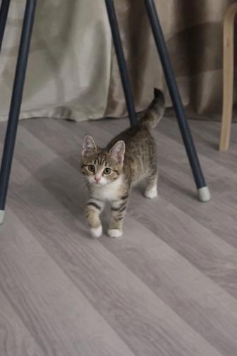 Отдам котенка