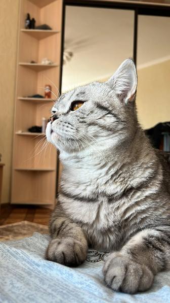 Отдам даром Британского кота