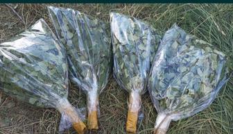 Берёзовый веник