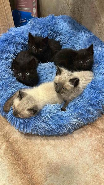Котята