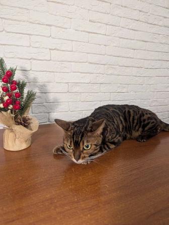 Продам бенгальскую кошку.На развод.