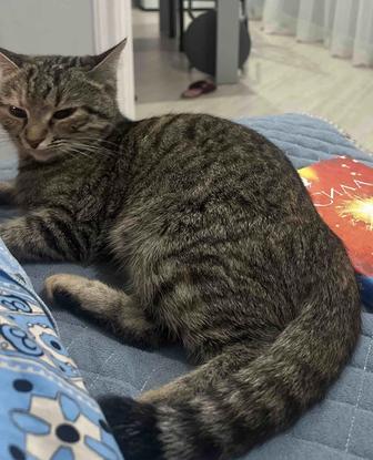 Кошечка 1,5 года