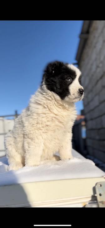 Щенки Алабай