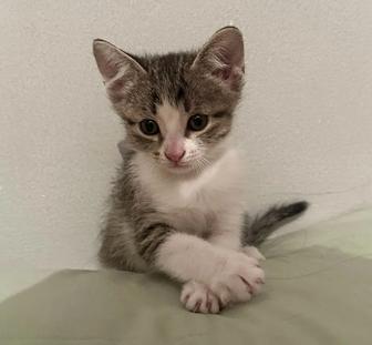 Котенок девочка