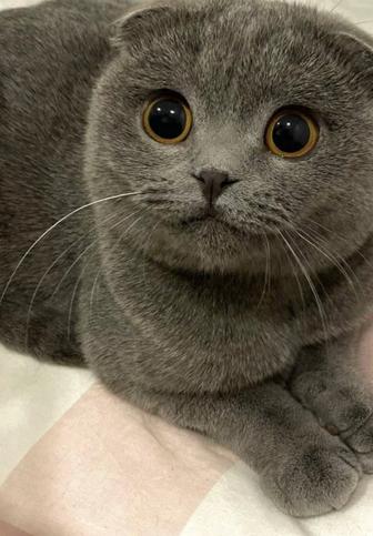 Шотландский кот