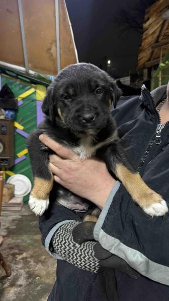 Пять замечательных щенят ищут своих Мам и Пап