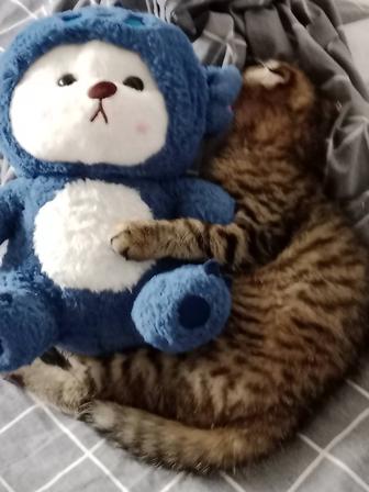 Продам кота Вислоухий Шотландец
