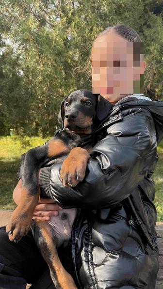 Доберманы щенки