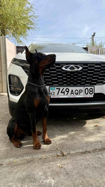 Доберманы щенки