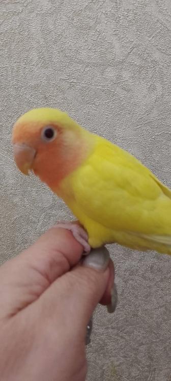 Ручной птенец неразлучника с клеткой