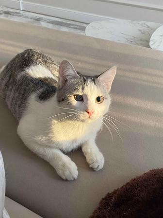 Котик ищет дом